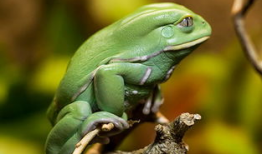 青蛙视频,揭秘自然界的奇妙生物