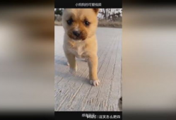 小狗狗的视频,小狗狗欢乐视频集锦